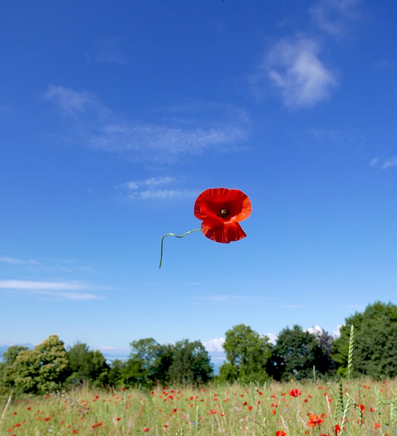 Hermittage Coquelicot