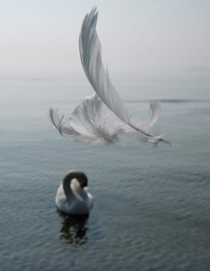 Preverenges plume cygne